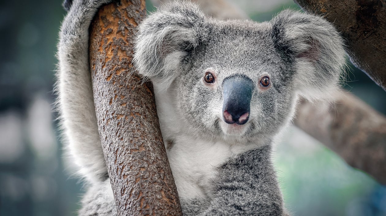 Koala - Australië