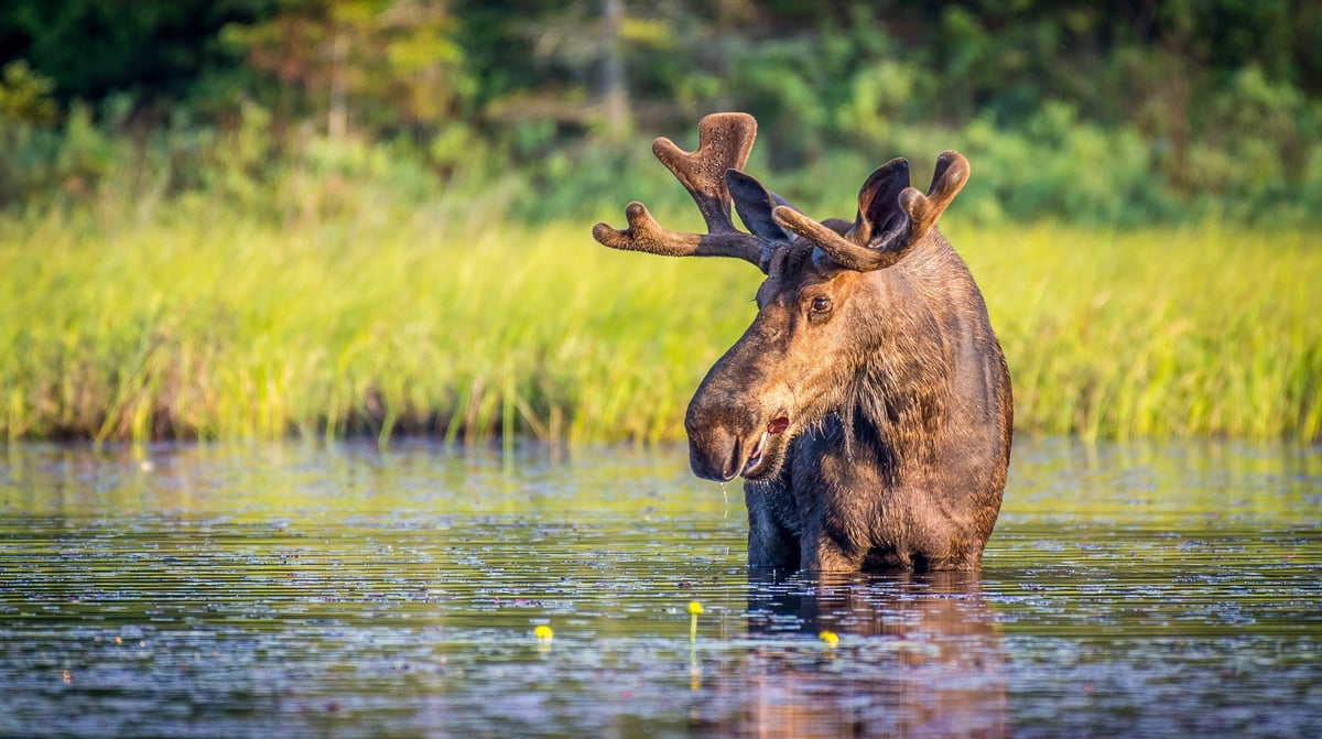 Moose in Algonquin