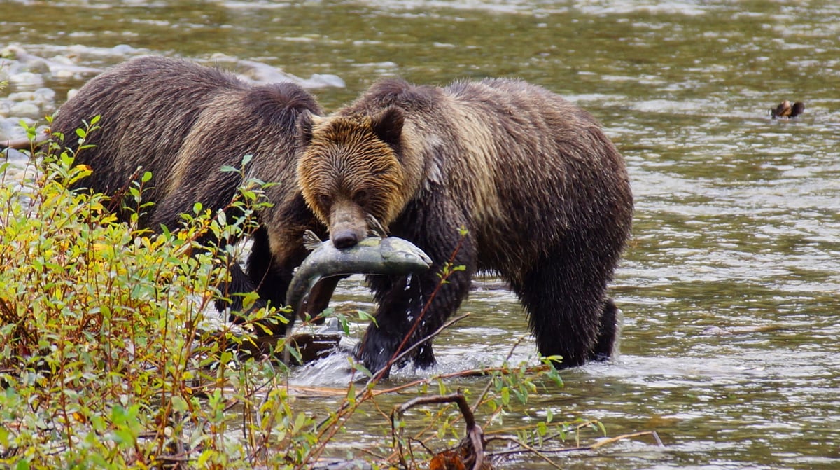 Vancouver Island bears-1