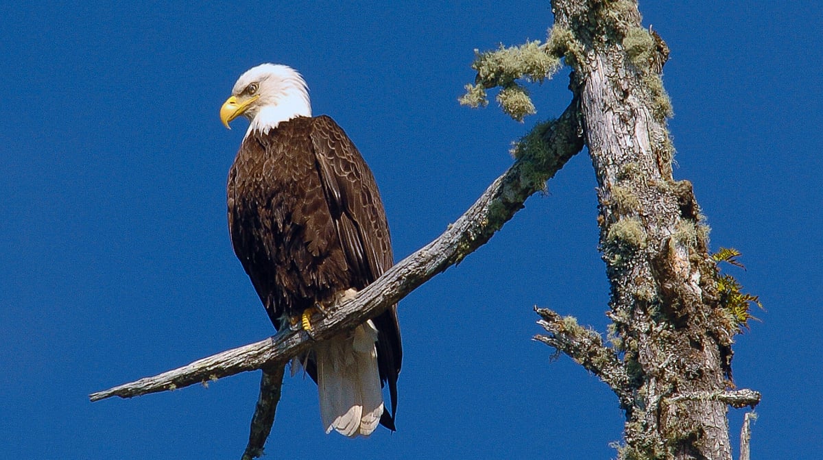 Wildlife Eagle Nook (13)
