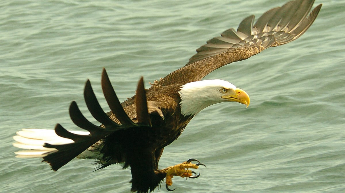 Wildlife Eagle Nook (6)
