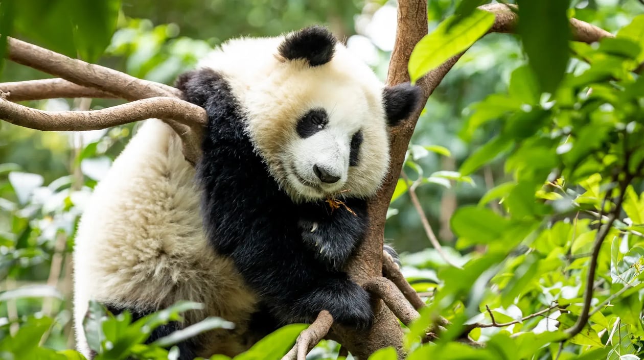 Panda Chengdu
