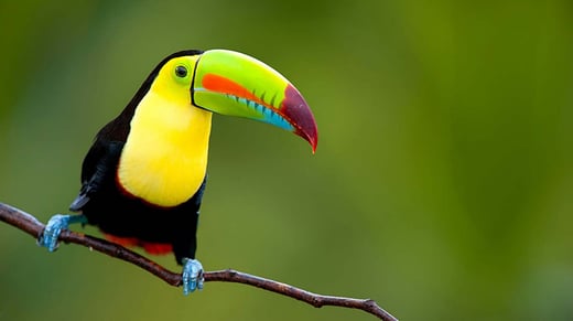 Costa Rica Tucan