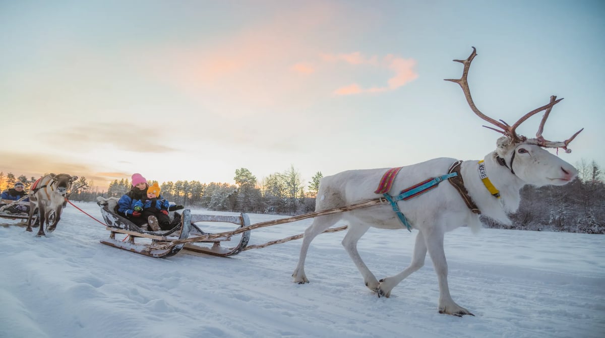 Reindeer Sleigh Ride Lapland Finland