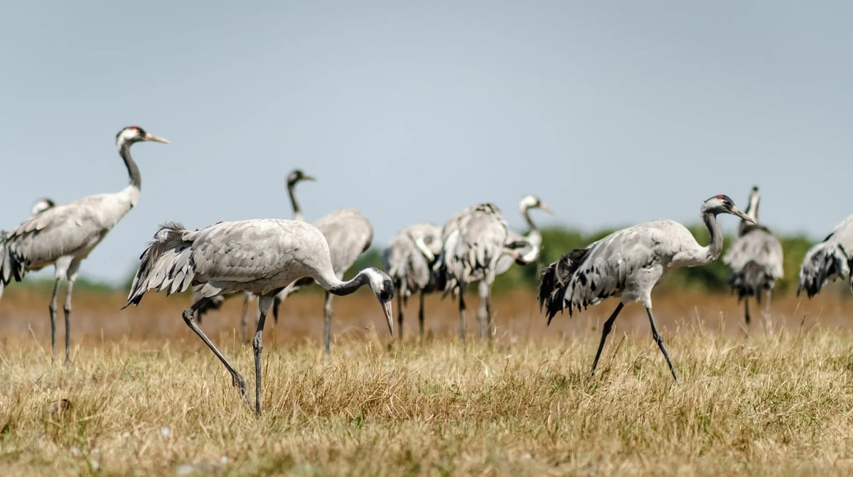 Hongarije - Hortobagy Nationaal Park