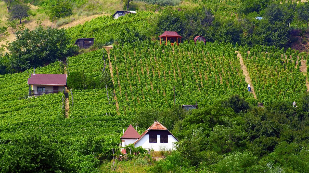 Hongarije - Tokaj regio