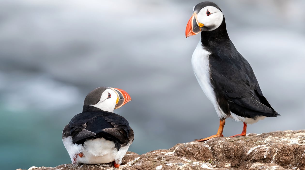 No1-Macareux-moines-Grimsey-Island