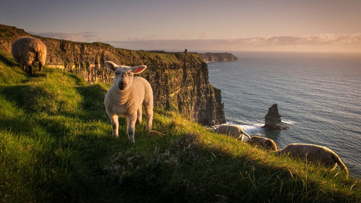 schapen Ierland