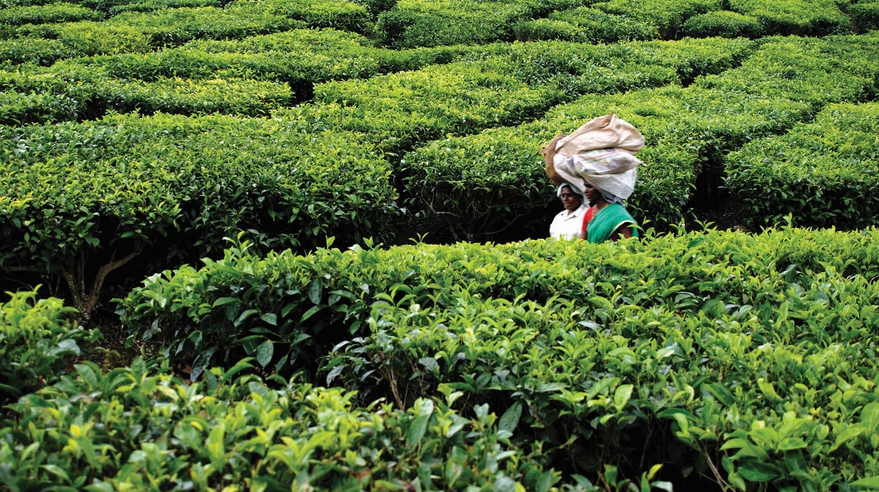 kerala Theeplantage