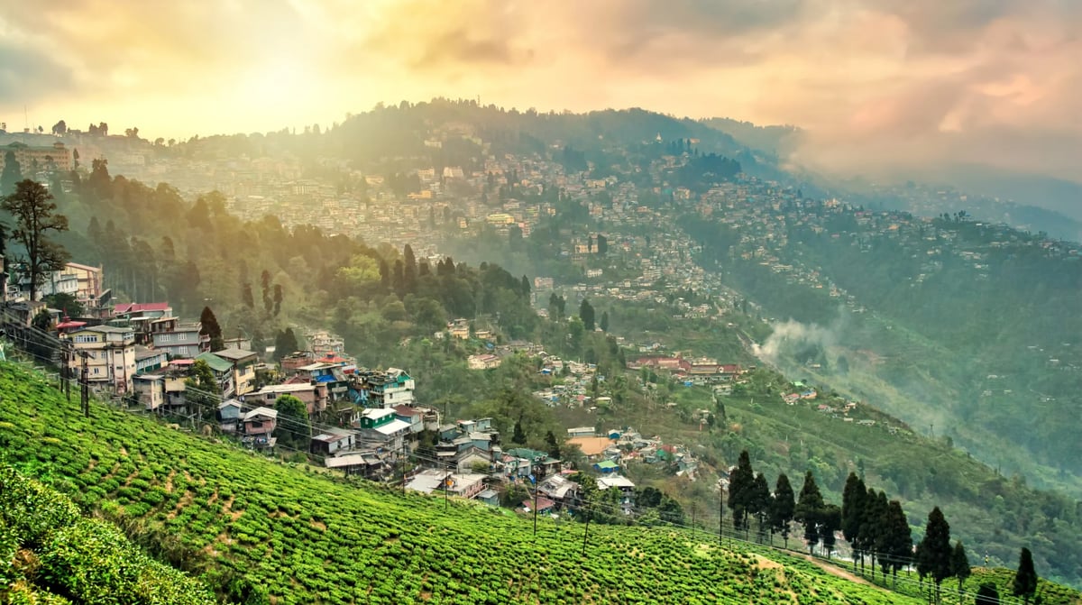 India - Darjeeling theeplantage