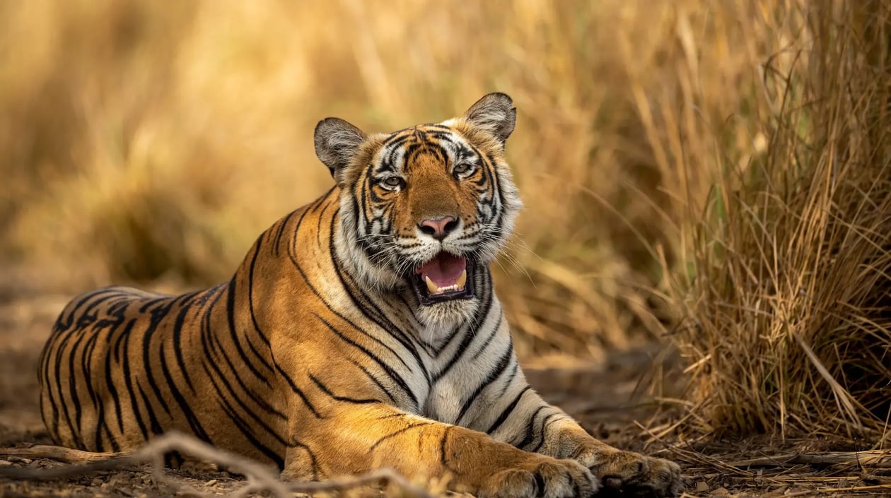 Ranthambore National Park, shutterstock_2166897981