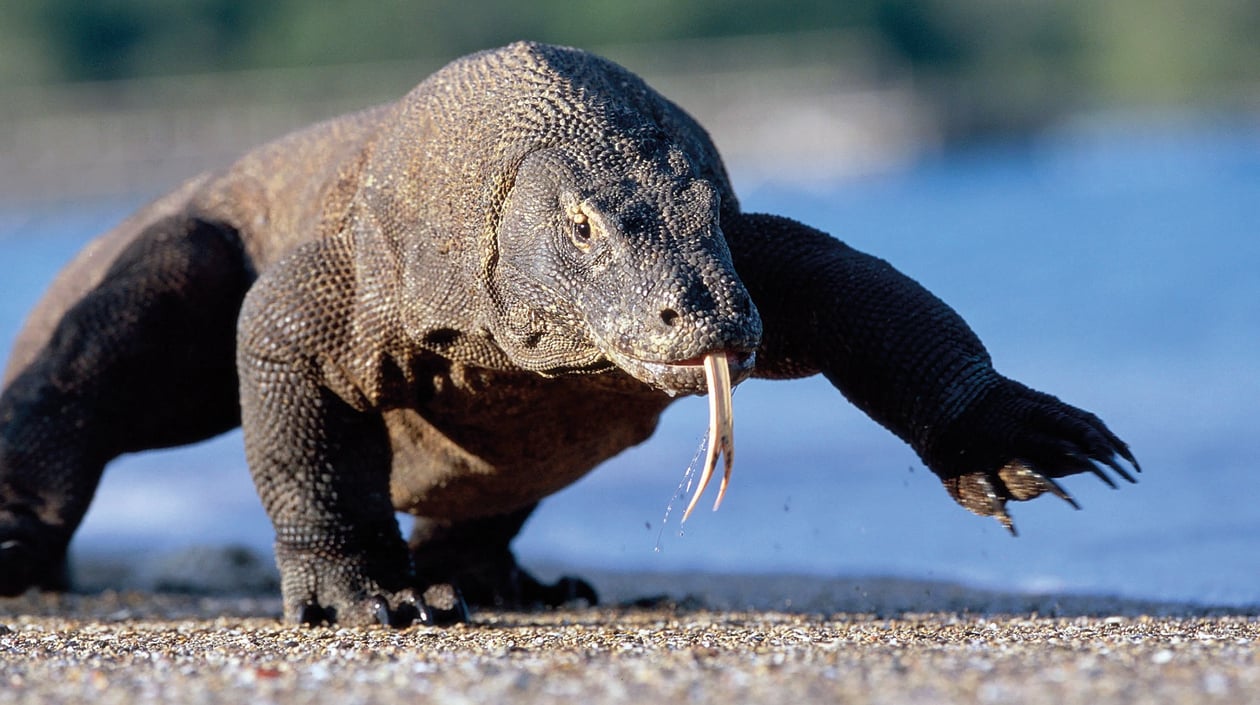 34. shutterstock_1848963988-Komodo Dragon -zie je die daar-1