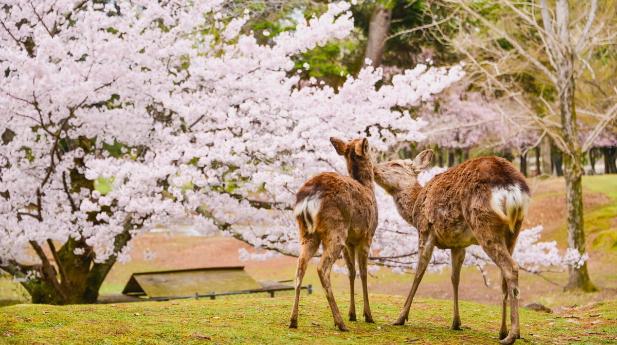 Japan - Nara - Hertenpark