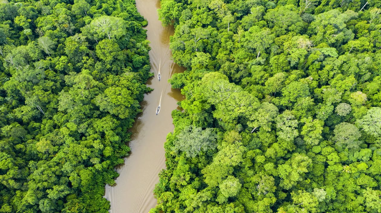 Maleisië - Rainforest in Taman Negara National Park