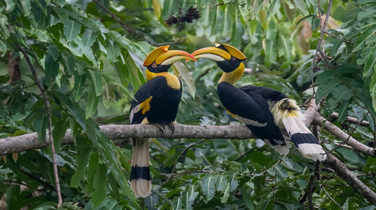 Neushoornvogel