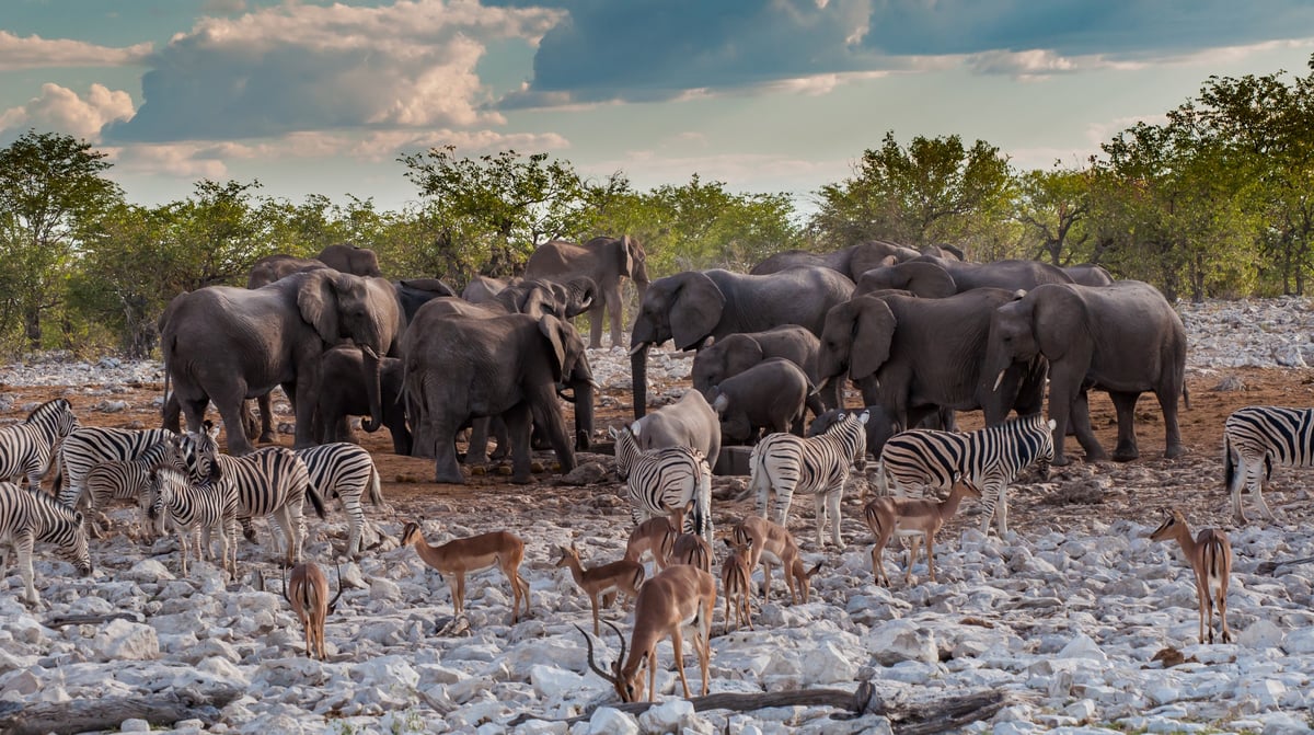 Etosha National Park, Namibië