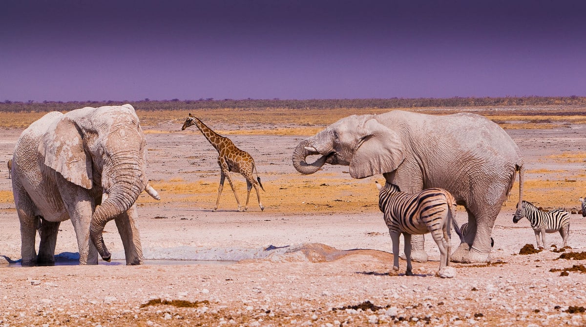 Etosha