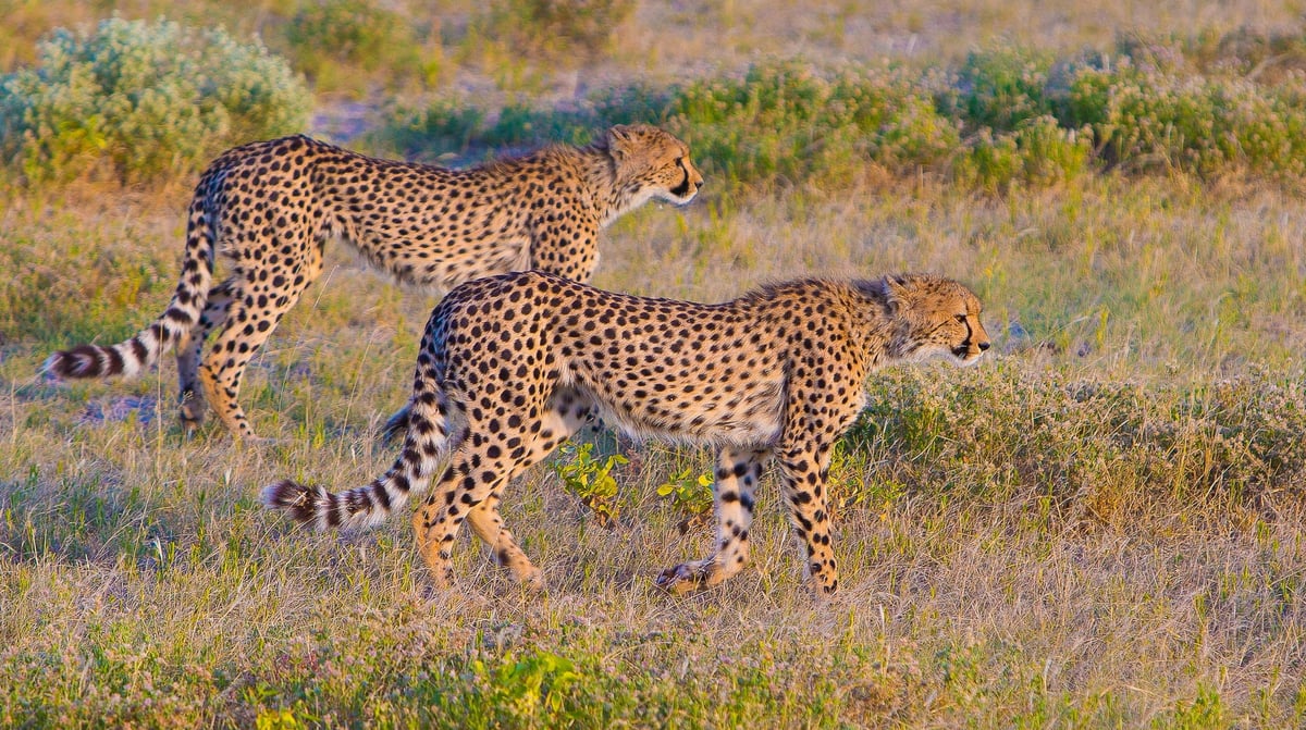 JB 2016-04 Namibië Safari 215