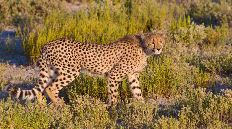 JB 2016-04 Namibië Safari 220