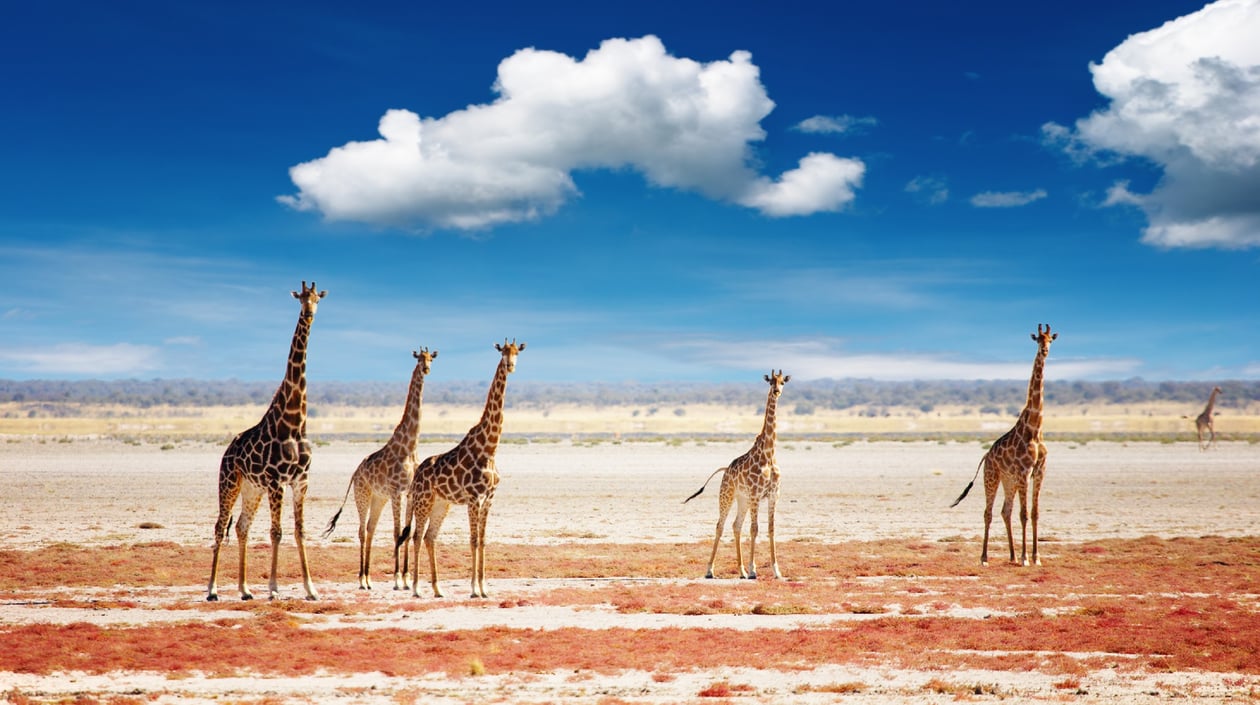 Namibië - Etosha National Park (1)