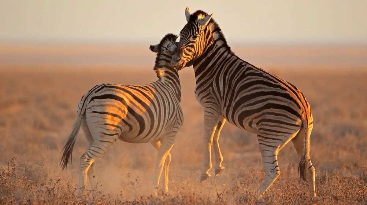 Namibië - Etosha National park Safari (1)