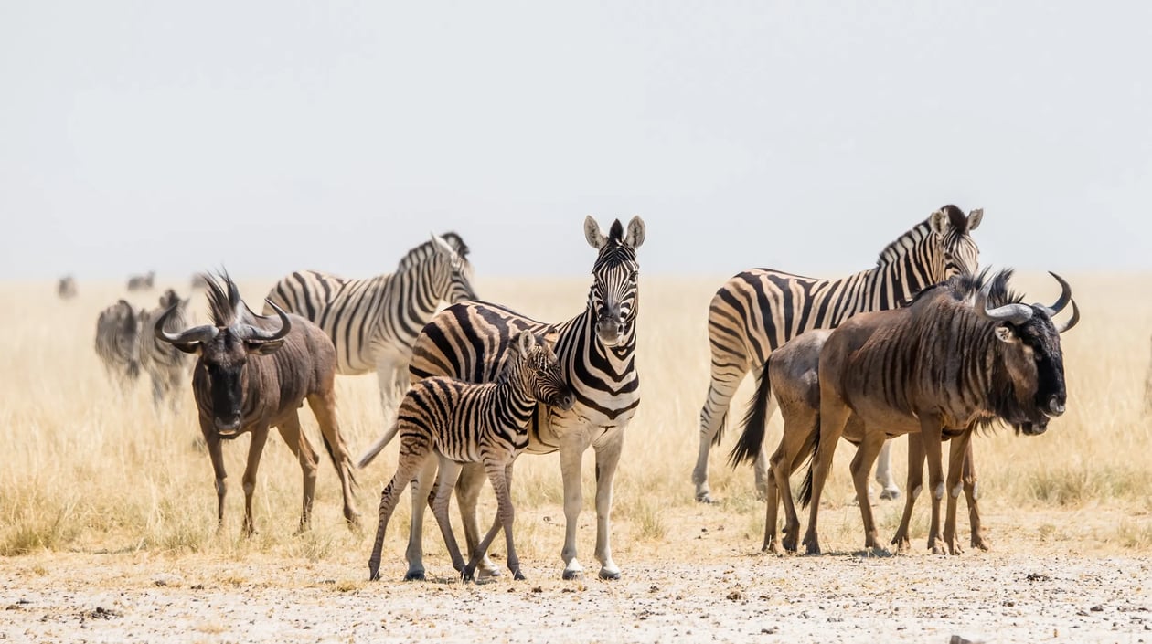 Namibië - Etosha National park Safari (2)