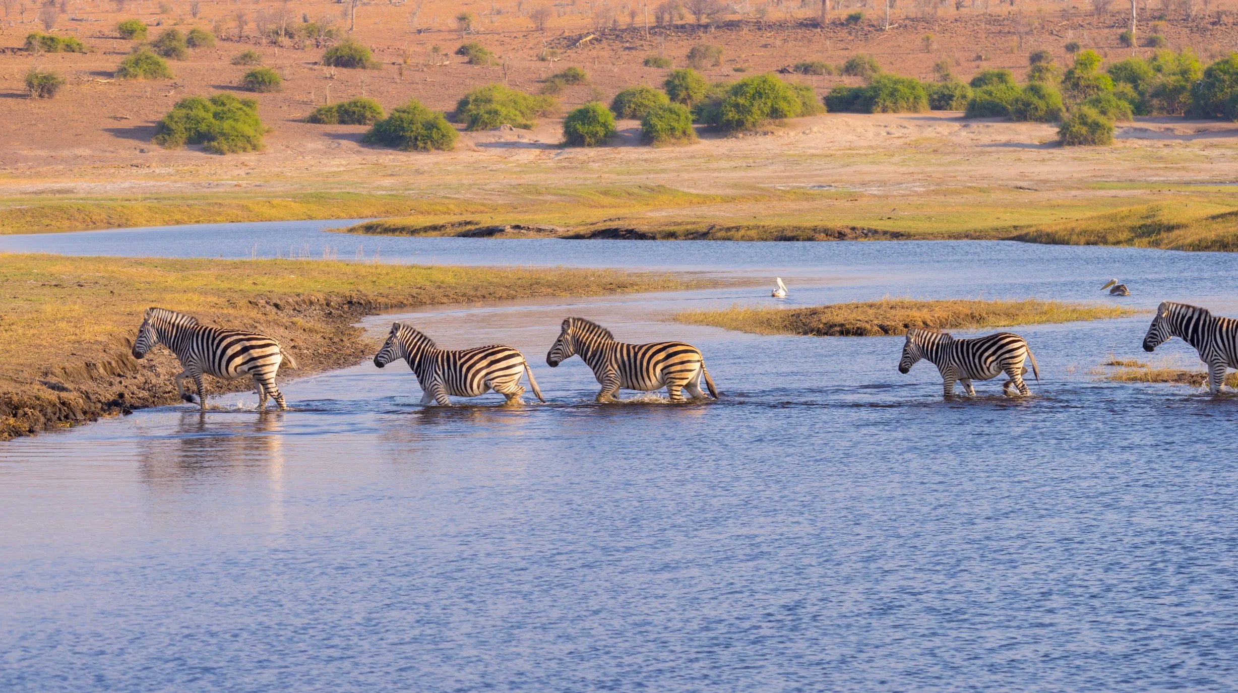Namibië - Etosha National park Safari (4)