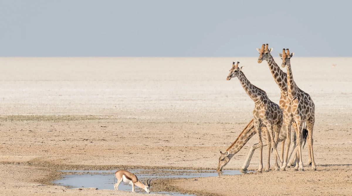 Namibië - Etosha National park Safari (5)
