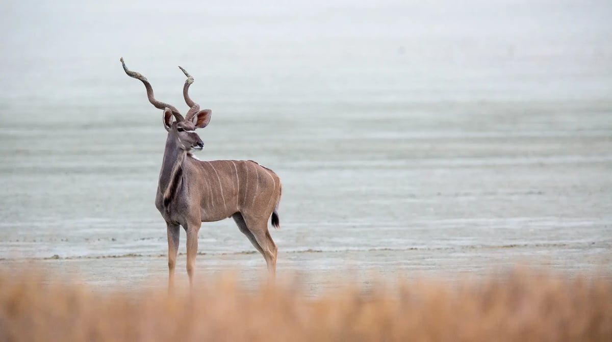 Kudu
