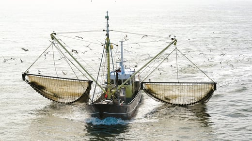 Kokkelschip Yerseke