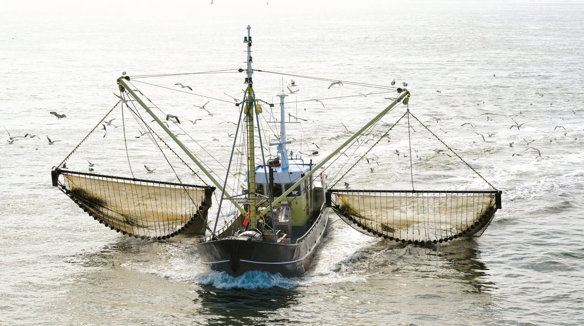 Kokkelschip Yerseke