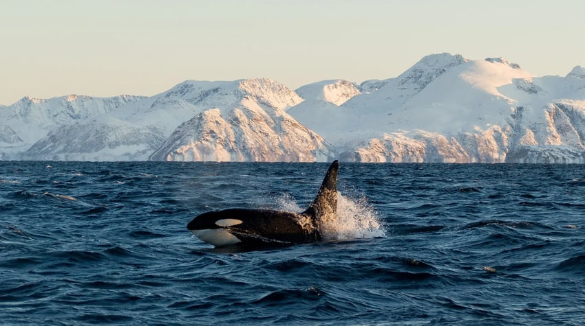 Noorwegen - Orka