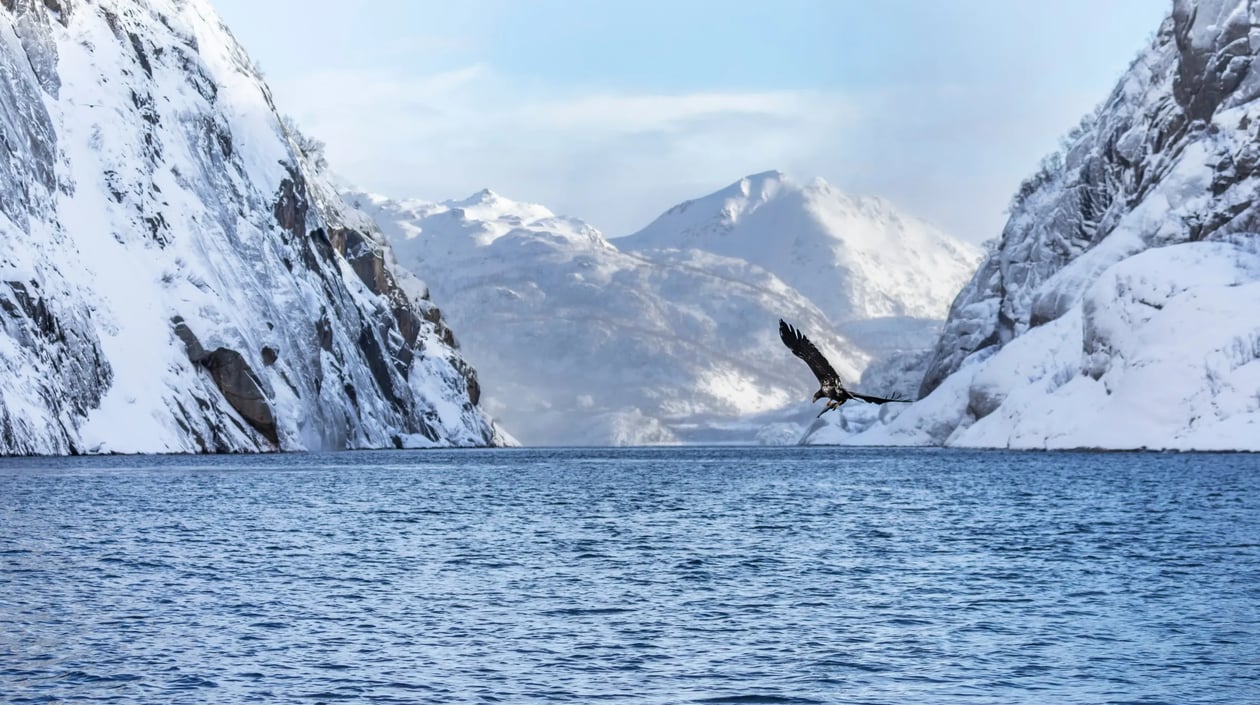 Noorwegen - Svolvaer Zeearend