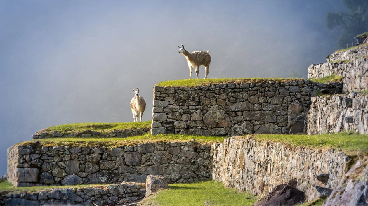 Peru - Lamas bij Machu Picchu