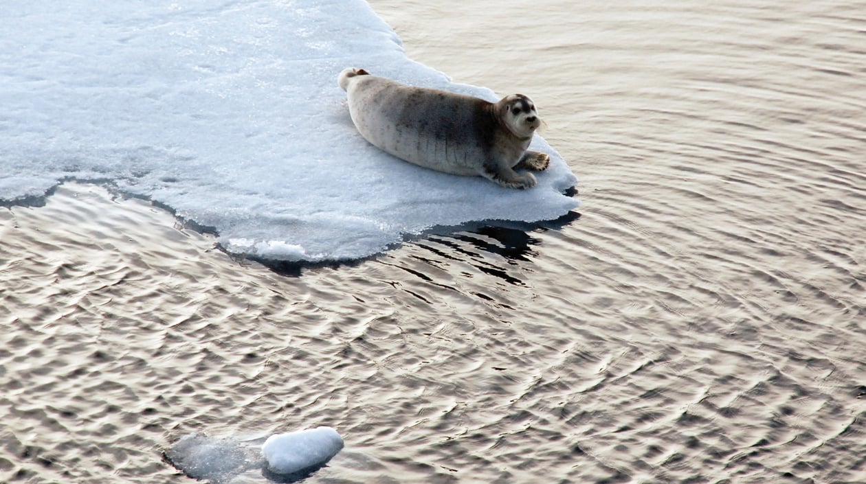 Zeehond