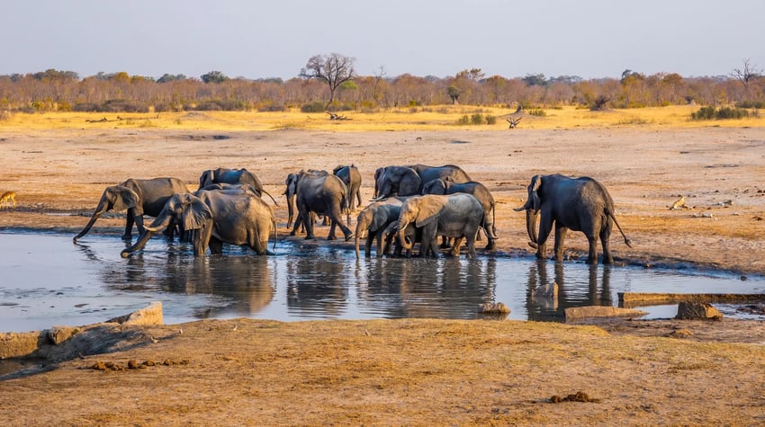 Zimbabwe - Hwange National Park (2)