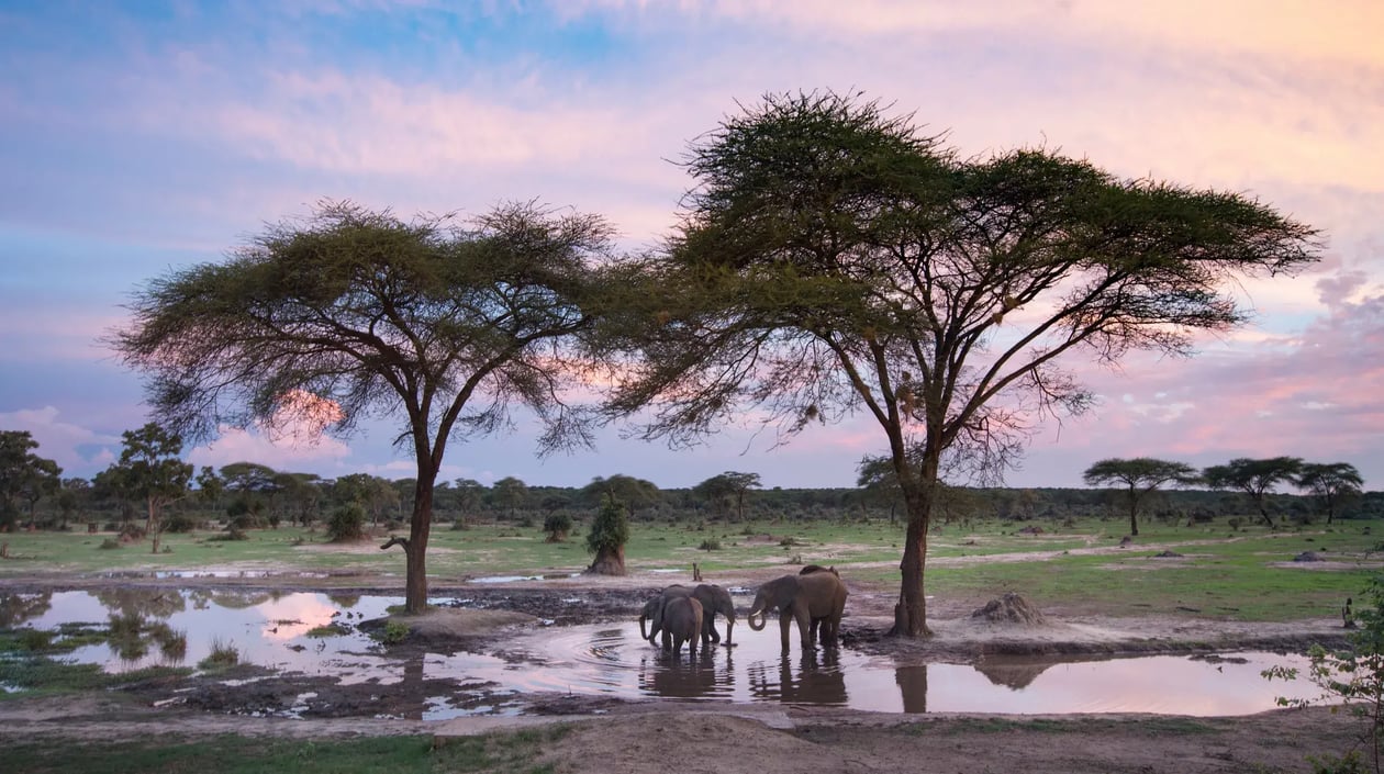 Zimbabwe - Hwange National Park (4)