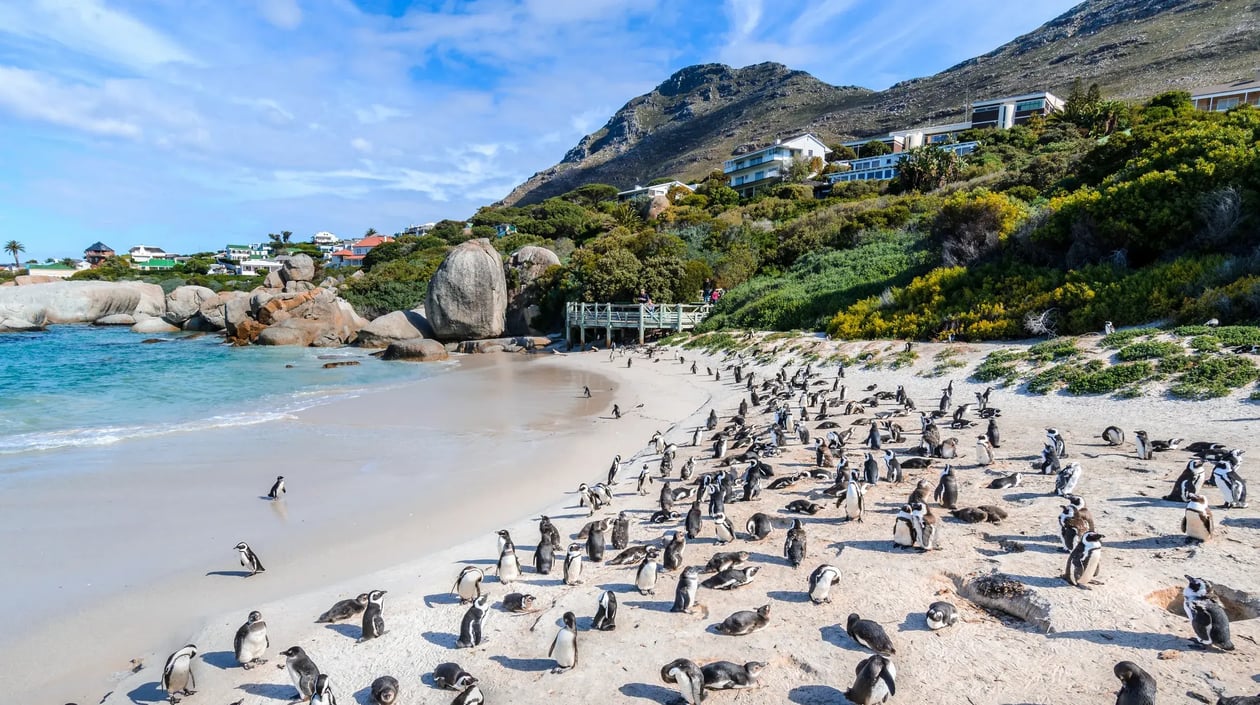 Boulders Beach - Zuid Afrika