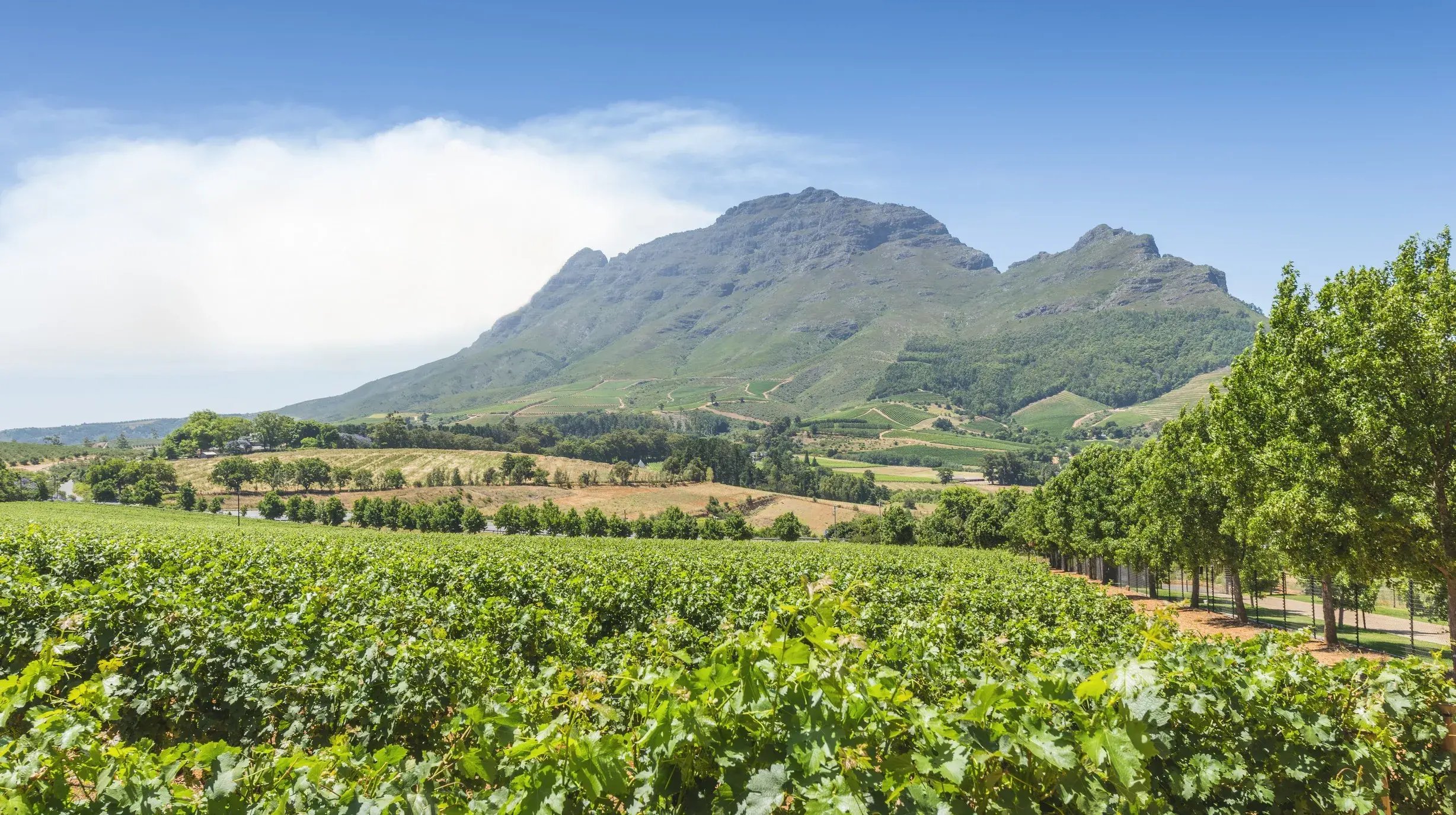 Zuid-Afrika - Kaapstad (2)