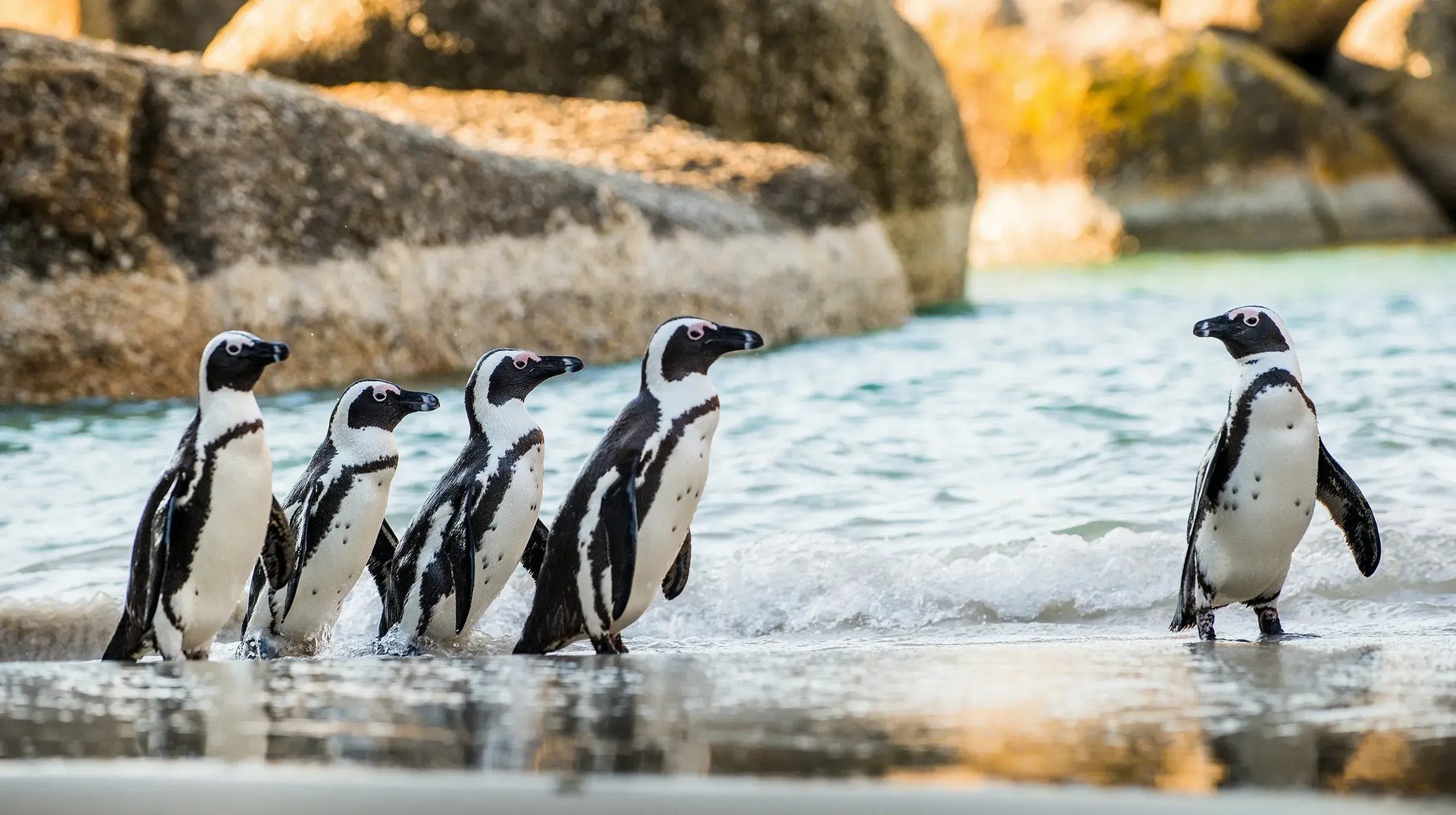 Zuid-Afrika - Kaapstad - Boulders Beach