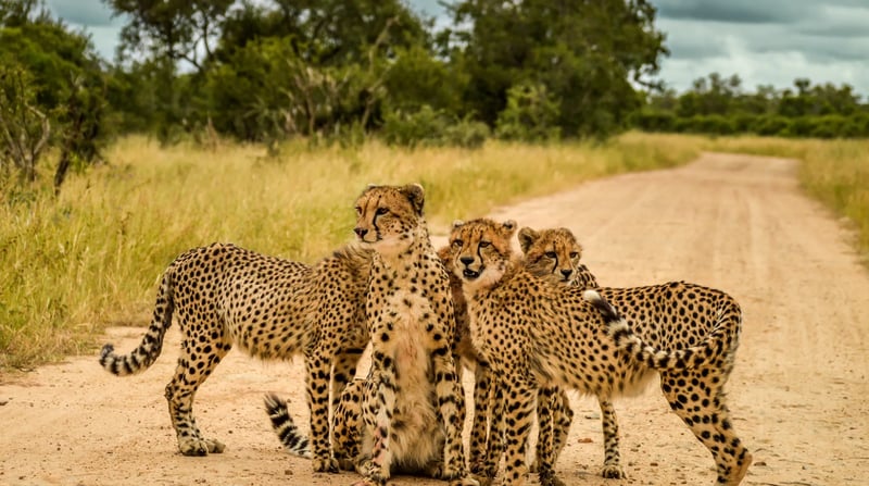 Afrika - Cheetah