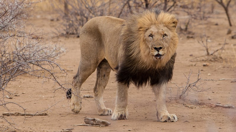 JB 2013-10 Safari 727