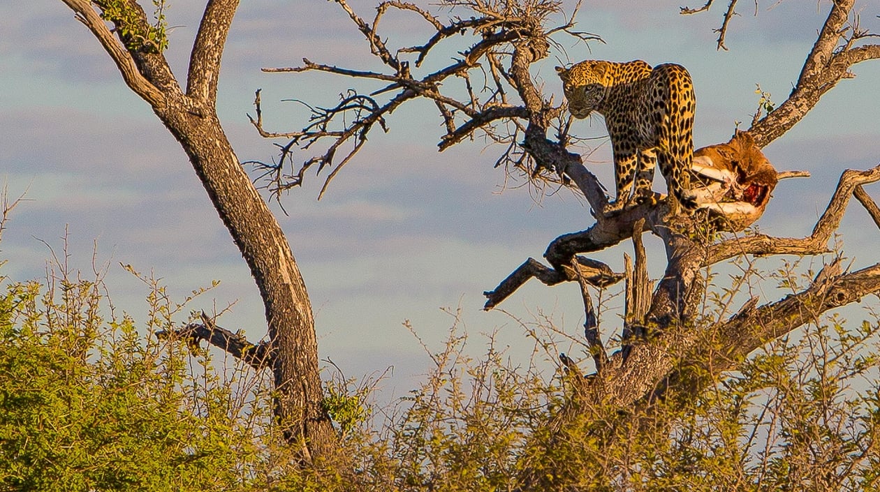 JB 2016-04 Namibië Safari 233