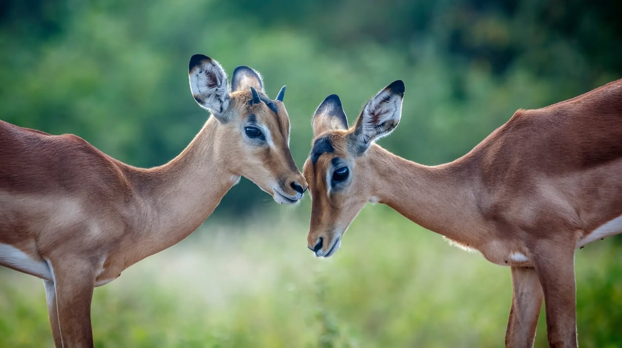 Zuid-Afrika - Krugerpark (2)