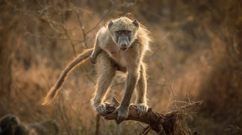 Zuid-Afrika - Krugerpark (3)