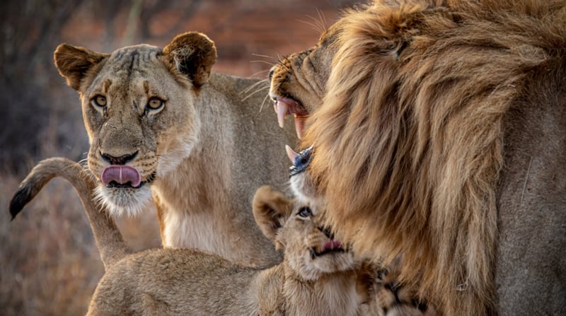 Zuid-Afrika - Safari in het Madikwe Game Reserve (1)