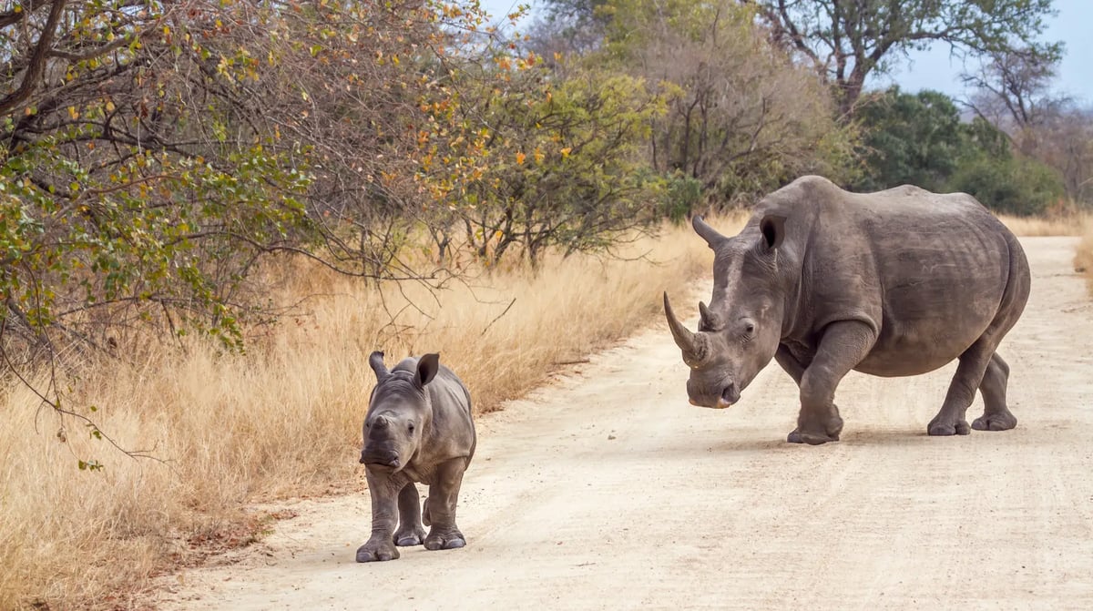 Zuid-Afrika - Safari