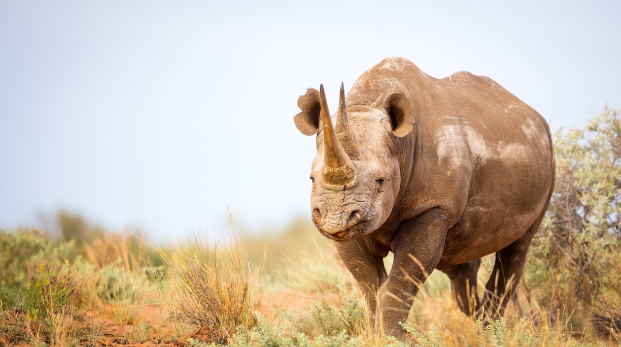 Zuid-Afrika - Zwarte neushoorn