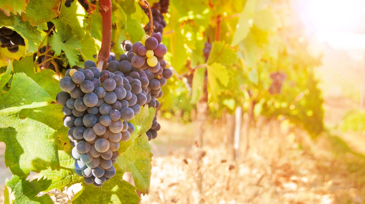 shutterstock_333513449 wijngaard Kaapstad