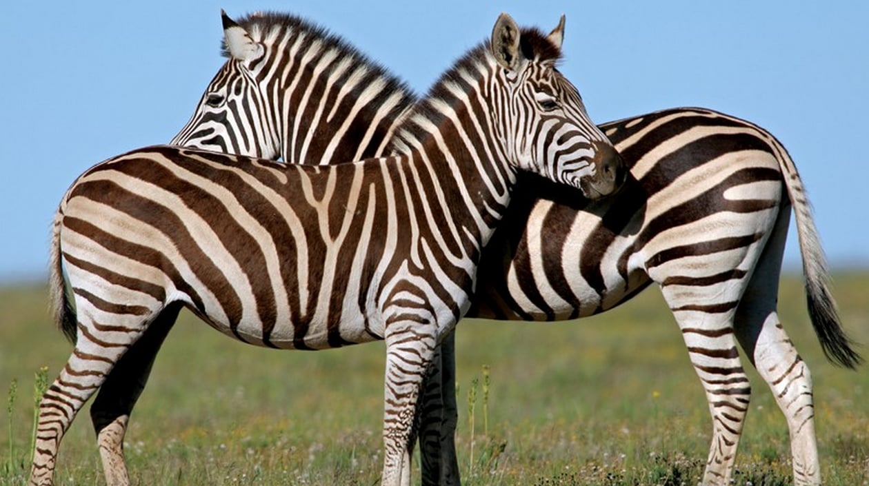 zebra